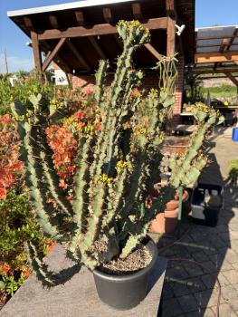 Euphorbia coerulescens